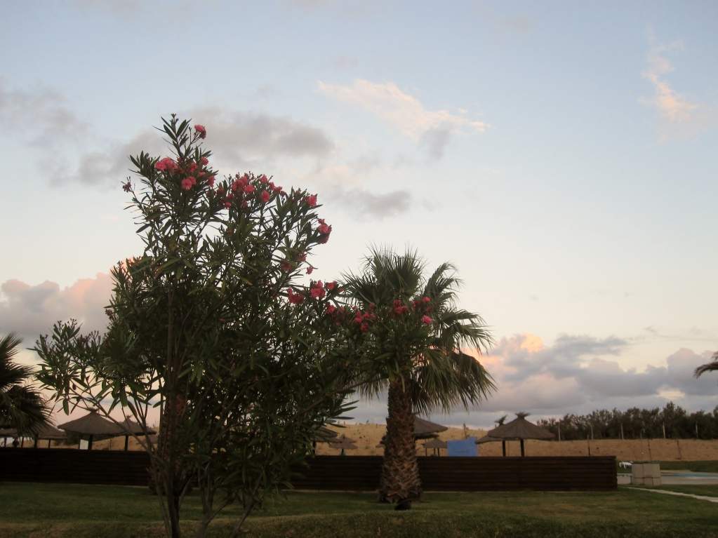 ai1016.photobucket.com_albums_af282_jcarlos76_IMG_8061.jpg