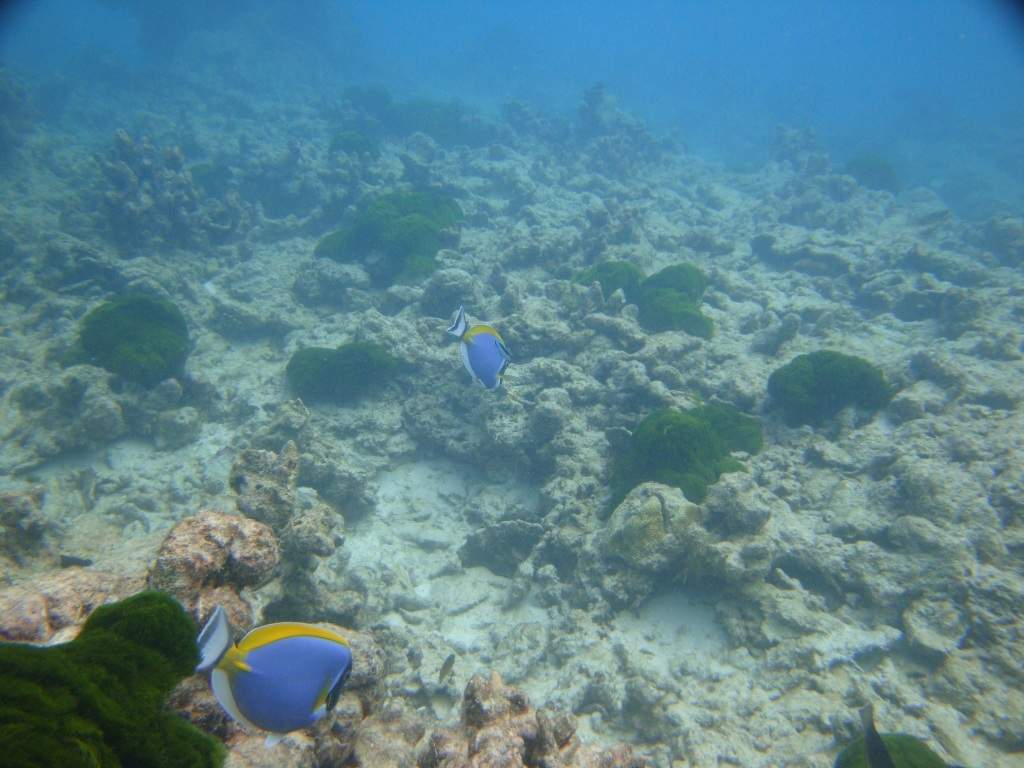 ai1037.photobucket.com_albums_a460_daguca_thailand_DSC05421.jpg