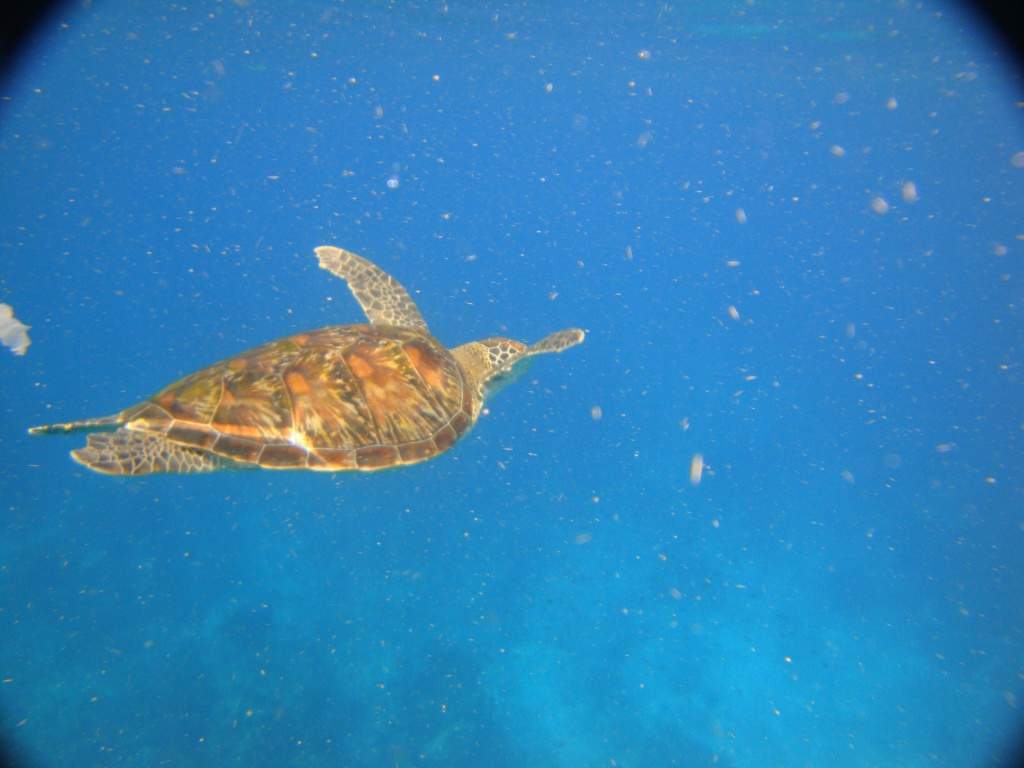 ai1037.photobucket.com_albums_a460_daguca_thailand_DSC05625.jpg