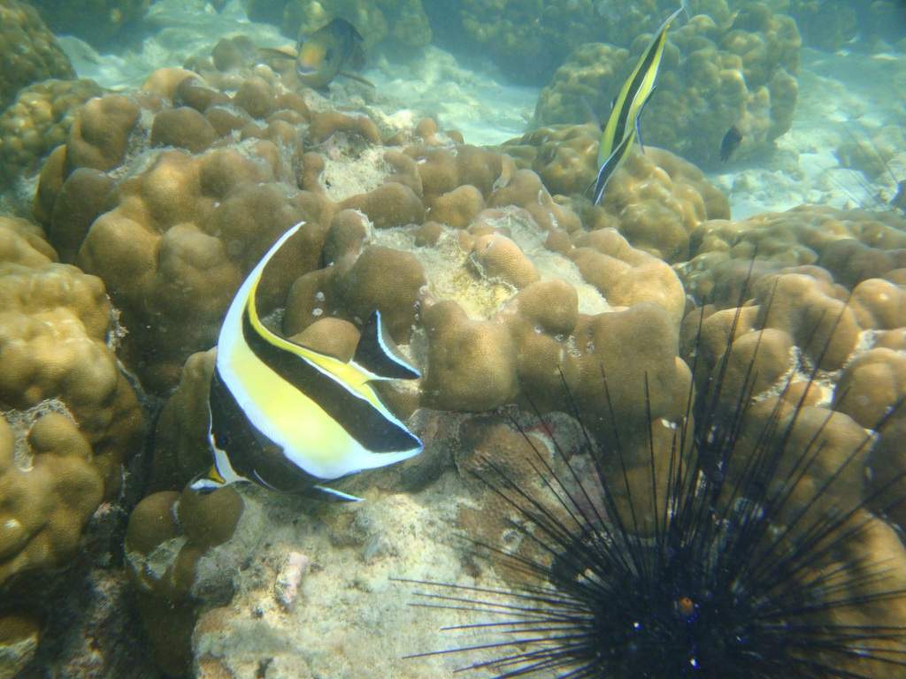 ai1037.photobucket.com_albums_a460_daguca_thailand_DSC05944.jpg