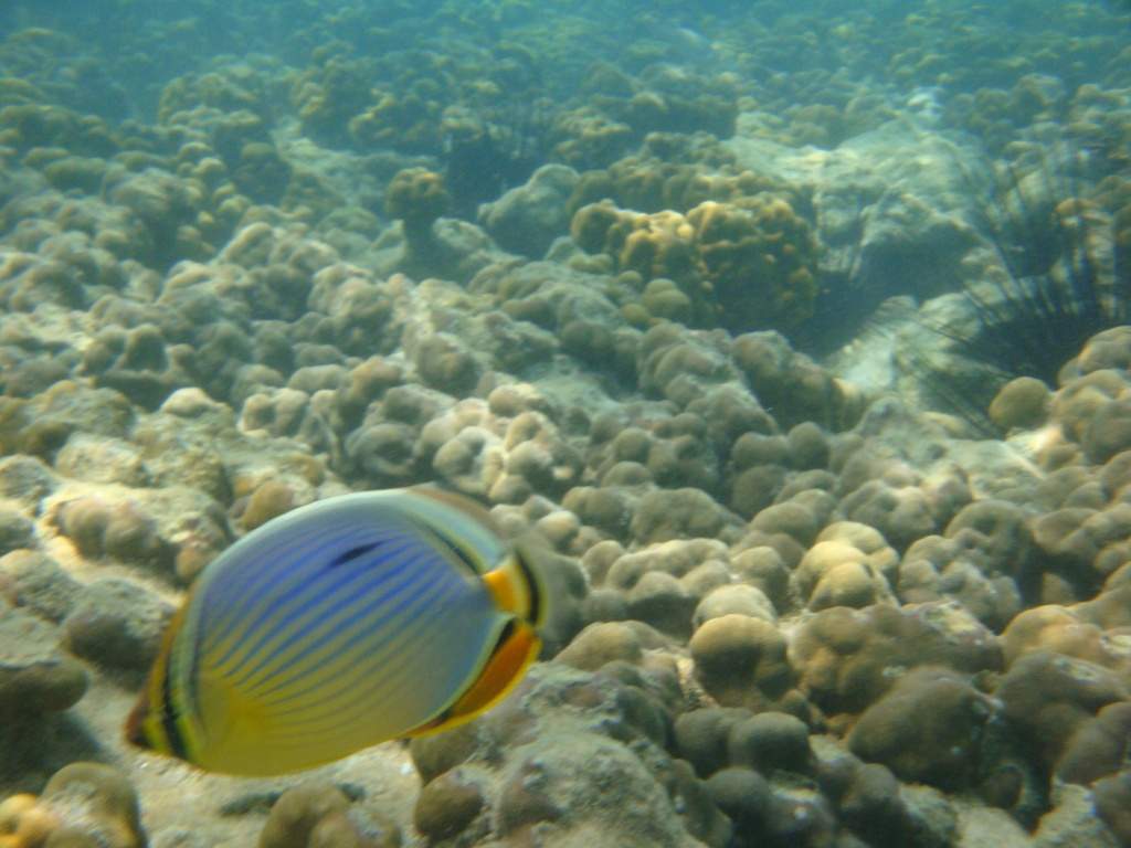 ai1037.photobucket.com_albums_a460_daguca_thailand_DSC05966.jpg