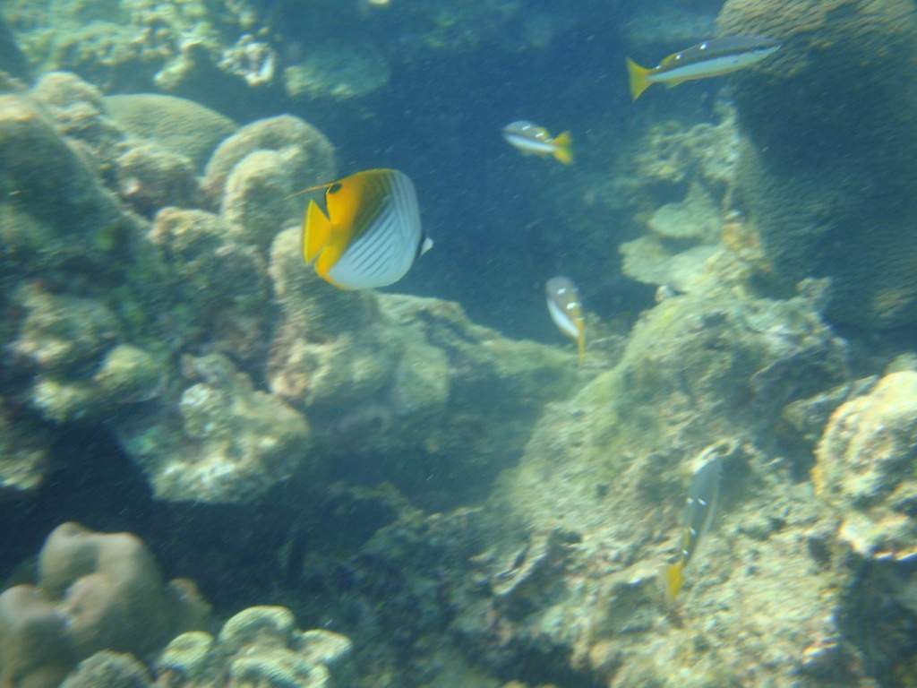 ai1037.photobucket.com_albums_a460_daguca_thailand_DSC06129.jpg