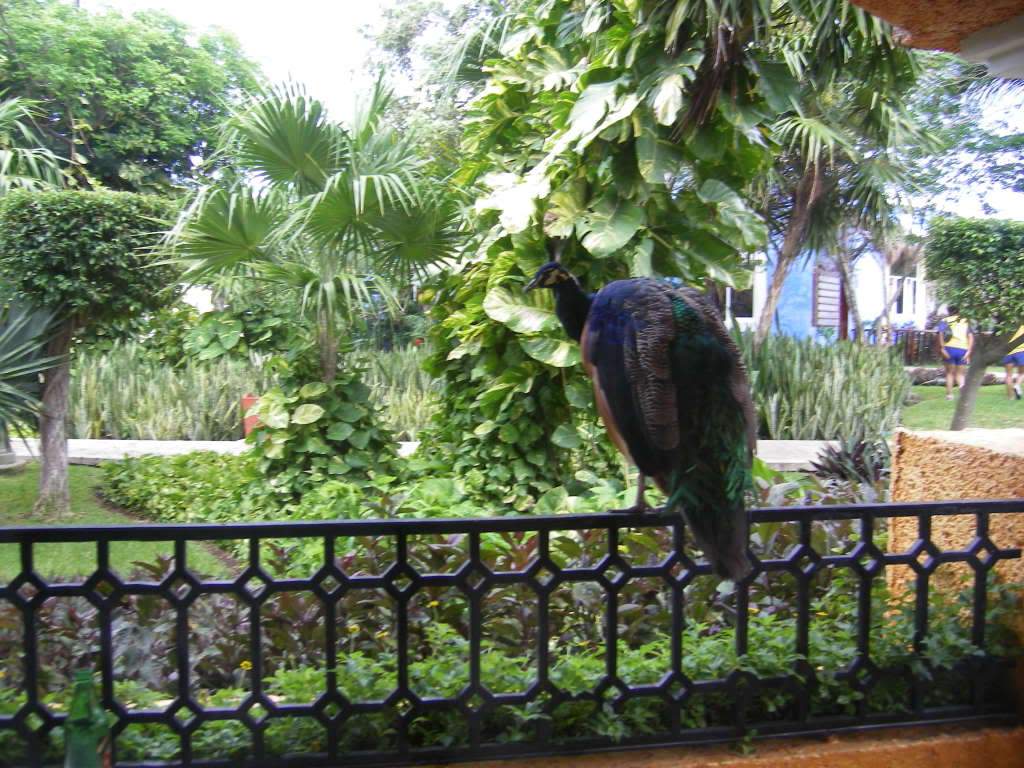 ai1042.photobucket.com_albums_b427_dinag1_205.jpg