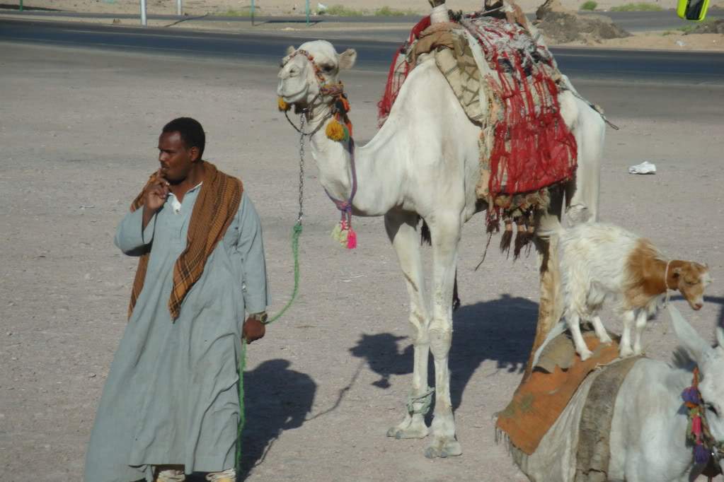 ai1045.photobucket.com_albums_b452_hdptuga_Egypte_Louxorvoyage6.jpg