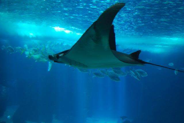 ai105.photobucket.com_albums_m219_bnuno40_Oceanario_202009_DSC_0024.jpg