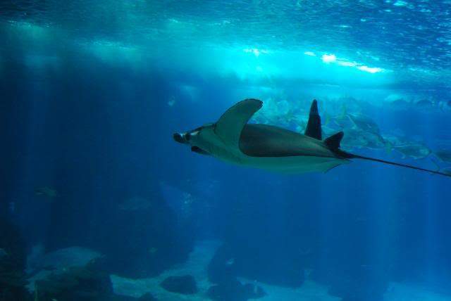 ai105.photobucket.com_albums_m219_bnuno40_Oceanario_202009_DSC_0025.jpg