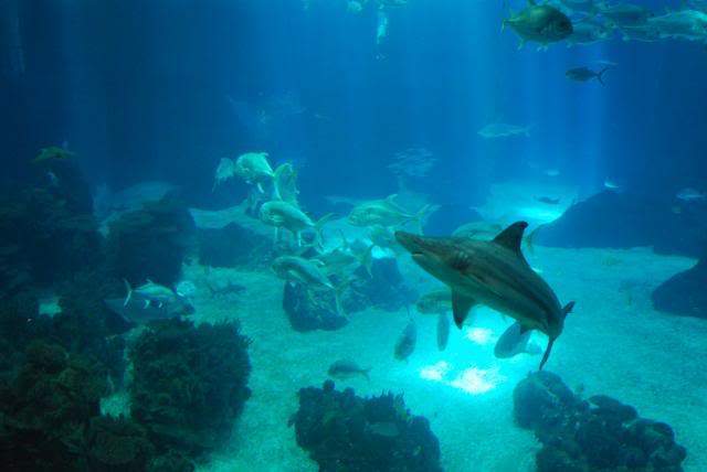 ai105.photobucket.com_albums_m219_bnuno40_Oceanario_202009_DSC_0034.jpg