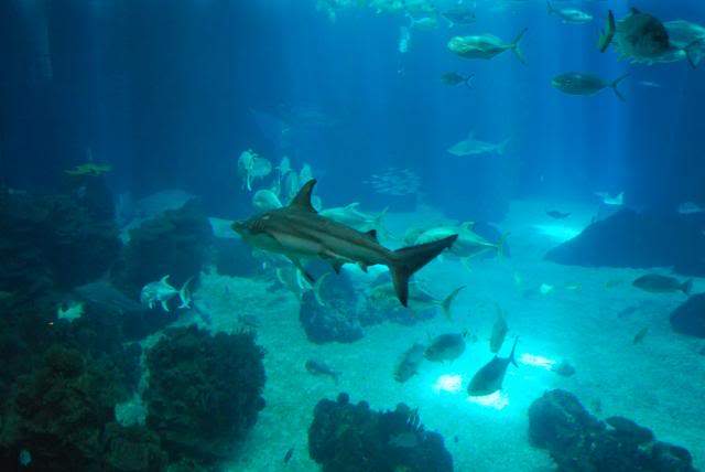 ai105.photobucket.com_albums_m219_bnuno40_Oceanario_202009_DSC_0039.jpg