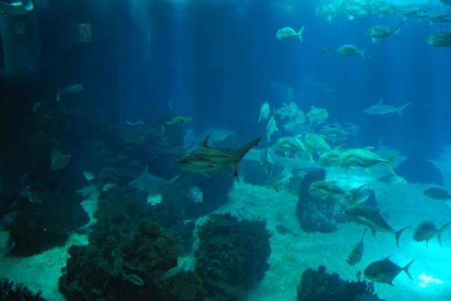 ai105.photobucket.com_albums_m219_bnuno40_Oceanario_202009_DSC_0042.jpg