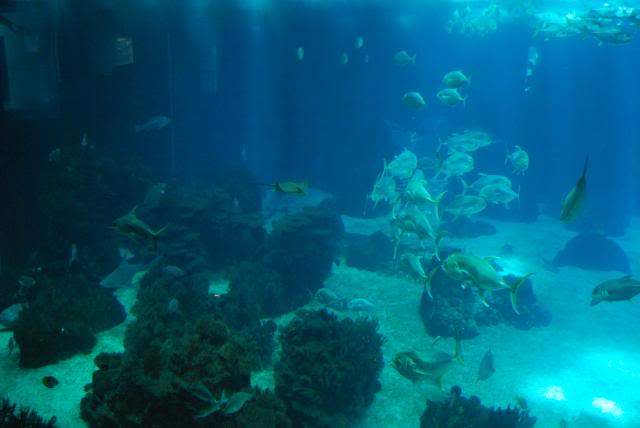 ai105.photobucket.com_albums_m219_bnuno40_Oceanario_202009_DSC_0052.jpg