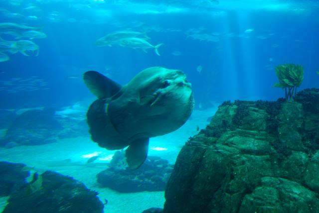 ai105.photobucket.com_albums_m219_bnuno40_Oceanario_202009_DSC_0070.jpg