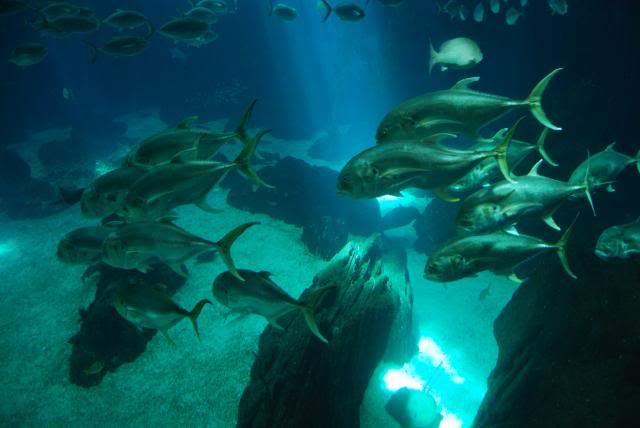 ai105.photobucket.com_albums_m219_bnuno40_Oceanario_202009_DSC_0105.jpg