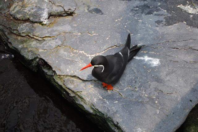 ai105.photobucket.com_albums_m219_bnuno40_Oceanario_202009_DSC_0123.jpg