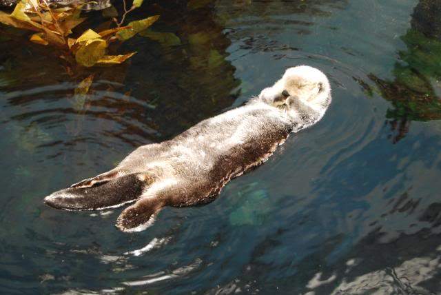 ai105.photobucket.com_albums_m219_bnuno40_Oceanario_202009_DSC_0146.jpg