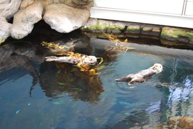 ai105.photobucket.com_albums_m219_bnuno40_Oceanario_202009_DSC_0164.jpg