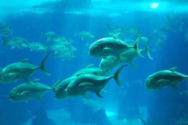 ai105.photobucket.com_albums_m219_bnuno40_Oceanario_202009_DSC_0183.jpg