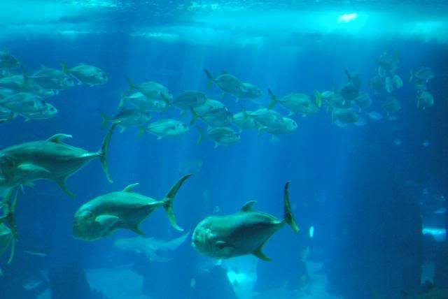 ai105.photobucket.com_albums_m219_bnuno40_Oceanario_202009_DSC_0188.jpg