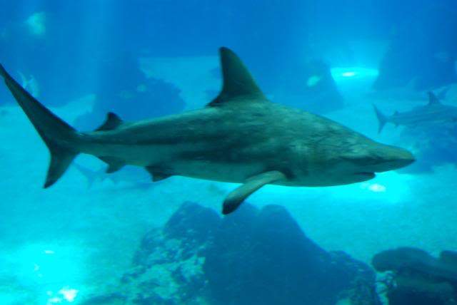 ai105.photobucket.com_albums_m219_bnuno40_Oceanario_202009_DSC_0190.jpg
