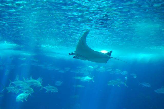 ai105.photobucket.com_albums_m219_bnuno40_Oceanario_202009_DSC_0193.jpg