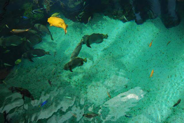 ai105.photobucket.com_albums_m219_bnuno40_Oceanario_202009_DSC_0206.jpg