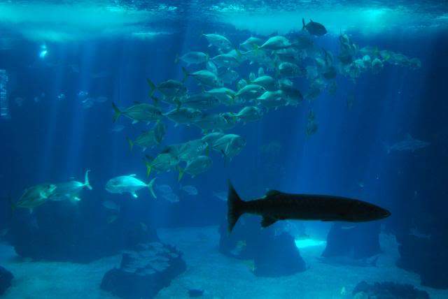 ai105.photobucket.com_albums_m219_bnuno40_Oceanario_202009_DSC_0208.jpg