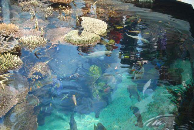 ai105.photobucket.com_albums_m219_bnuno40_Oceanario_202009_DSC_0238.jpg