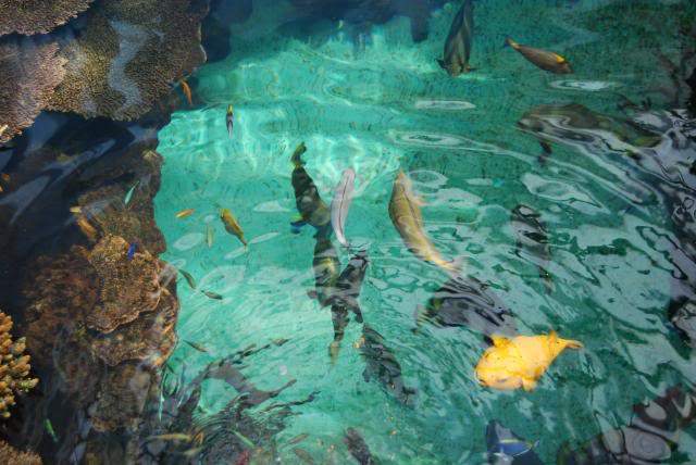 ai105.photobucket.com_albums_m219_bnuno40_Oceanario_202009_DSC_0247.jpg