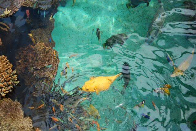 ai105.photobucket.com_albums_m219_bnuno40_Oceanario_202009_DSC_0254.jpg