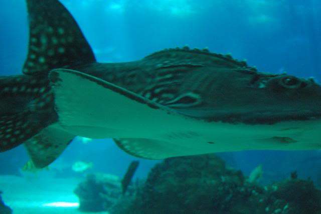 ai105.photobucket.com_albums_m219_bnuno40_Oceanario_202009_DSC_0261.jpg