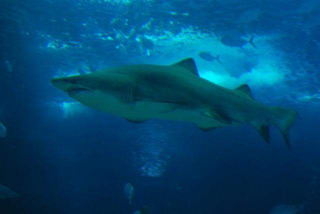 ai105.photobucket.com_albums_m219_bnuno40_Oceanario_202009_DSC_0264.jpg
