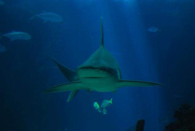 ai105.photobucket.com_albums_m219_bnuno40_Oceanario_202009_DSC_0265.jpg