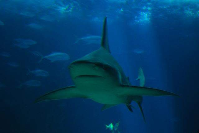 ai105.photobucket.com_albums_m219_bnuno40_Oceanario_202009_DSC_0266.jpg