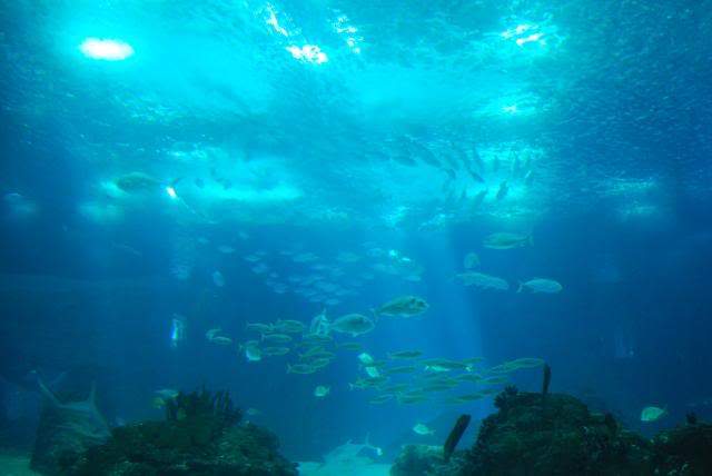 ai105.photobucket.com_albums_m219_bnuno40_Oceanario_202009_DSC_0272.jpg