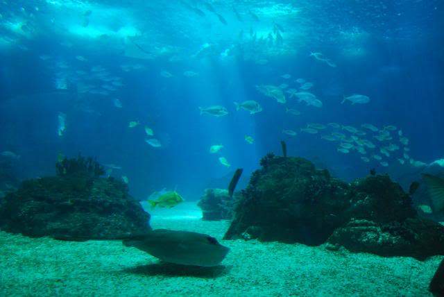 ai105.photobucket.com_albums_m219_bnuno40_Oceanario_202009_DSC_0280.jpg