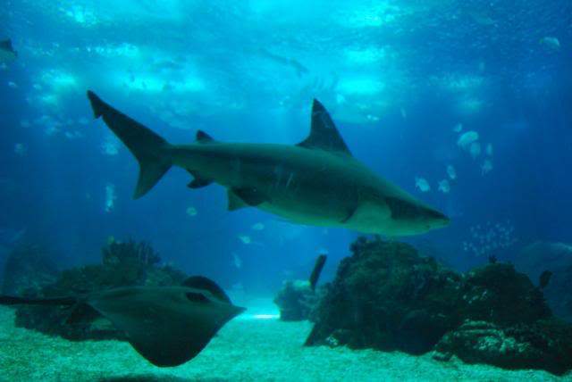 ai105.photobucket.com_albums_m219_bnuno40_Oceanario_202009_DSC_0288.jpg