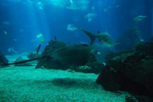 ai105.photobucket.com_albums_m219_bnuno40_Oceanario_202009_DSC_0290.jpg