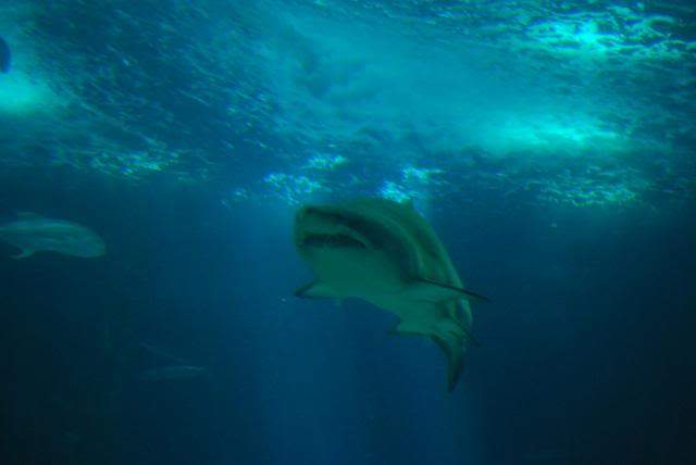 ai105.photobucket.com_albums_m219_bnuno40_Oceanario_202009_DSC_0295.jpg