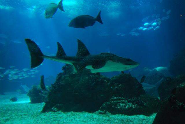 ai105.photobucket.com_albums_m219_bnuno40_Oceanario_202009_DSC_0305.jpg