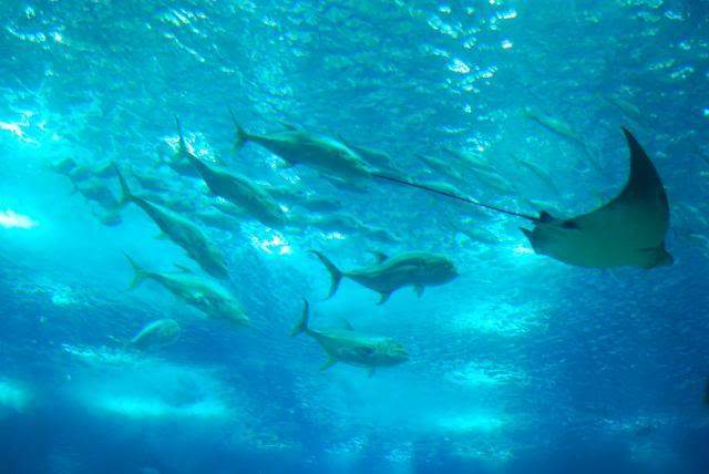 ai105.photobucket.com_albums_m219_bnuno40_Oceanario_202009_DSC_0306.jpg