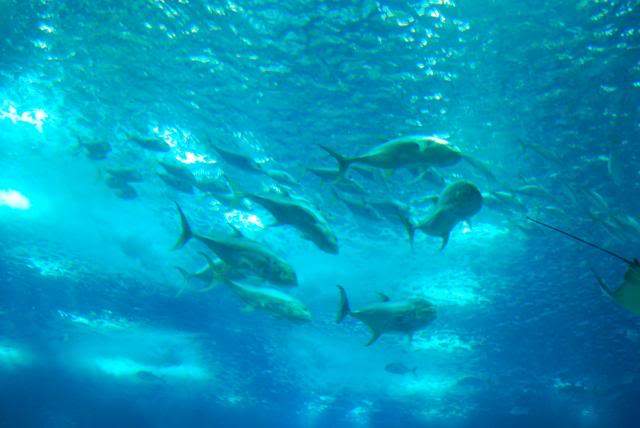 ai105.photobucket.com_albums_m219_bnuno40_Oceanario_202009_DSC_0311.jpg