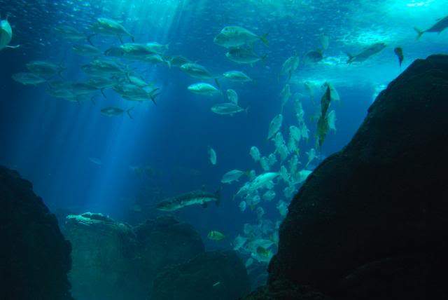 ai105.photobucket.com_albums_m219_bnuno40_Oceanario_202009_DSC_0317.jpg