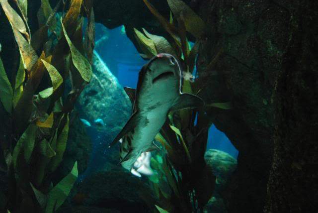 ai105.photobucket.com_albums_m219_bnuno40_Oceanario_202009_DSC_0320.jpg