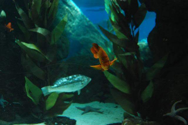 ai105.photobucket.com_albums_m219_bnuno40_Oceanario_202009_DSC_0321.jpg