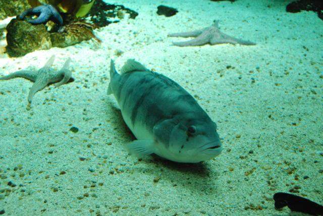 ai105.photobucket.com_albums_m219_bnuno40_Oceanario_202009_DSC_0322.jpg