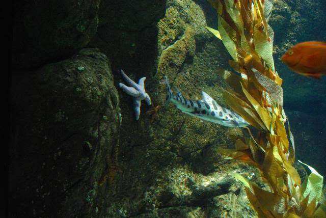ai105.photobucket.com_albums_m219_bnuno40_Oceanario_202009_DSC_0324.jpg