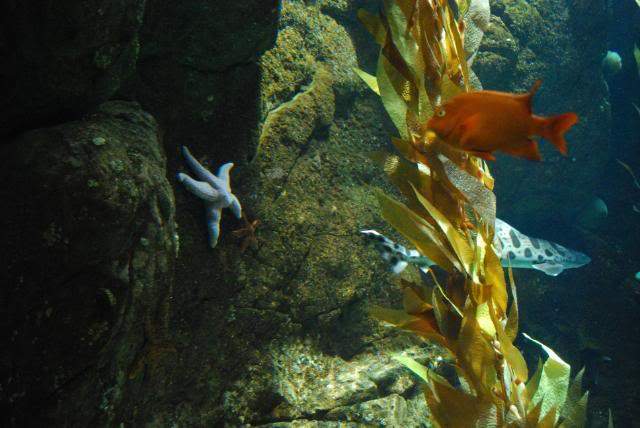 ai105.photobucket.com_albums_m219_bnuno40_Oceanario_202009_DSC_0325.jpg