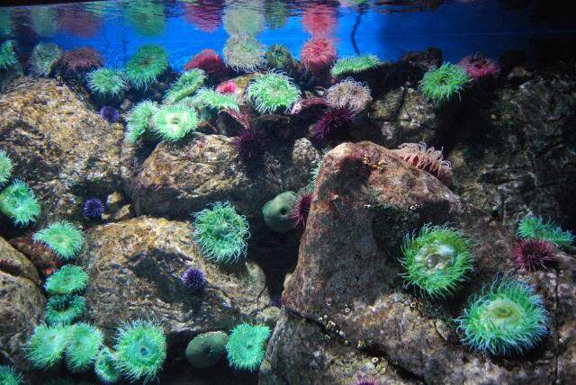 ai105.photobucket.com_albums_m219_bnuno40_Oceanario_202009_DSC_0327.jpg
