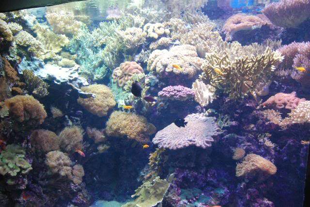 ai105.photobucket.com_albums_m219_bnuno40_Oceanario_202009_DSC_0334.jpg