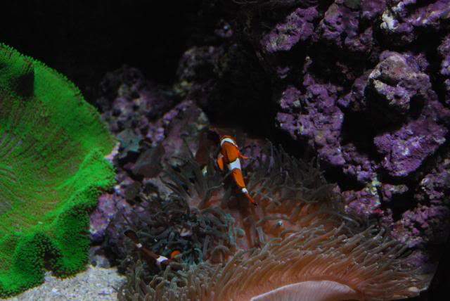 ai105.photobucket.com_albums_m219_bnuno40_Oceanario_202009_DSC_0335.jpg