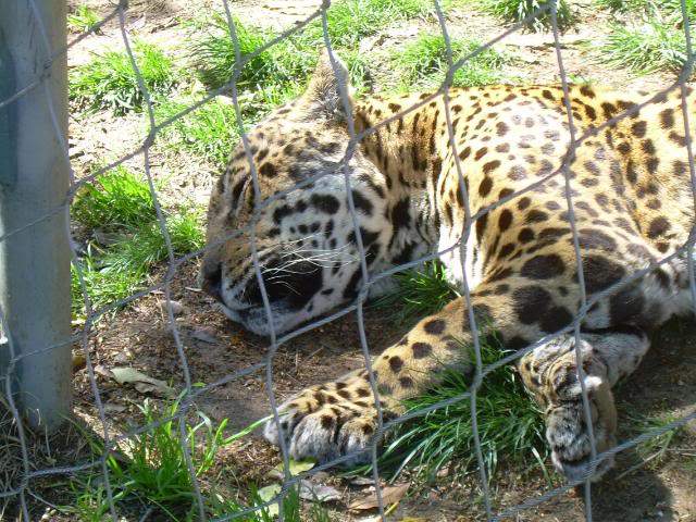ai105.photobucket.com_albums_m219_bnuno40_Zoo_DSCN2594.jpg